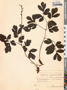 Corydalis paeoniifolia (Steph.) Pers., Siberia, Russian Far East (S6) (Russia)