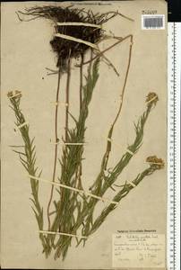 Galatella sedifolia subsp. sedifolia, Eastern Europe, Eastern region (E10) (Russia)