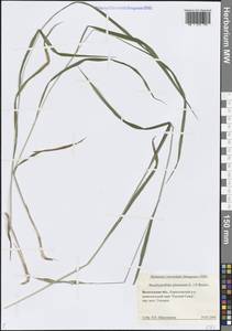 Brachypodium pinnatum (L.) P.Beauv., Eastern Europe, Northern region (E1) (Russia)
