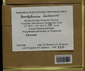 Brachythecium buchananii (Hook.) A. Jaeger, Bryophytes, Bryophytes - Russian Far East (excl. Chukotka & Kamchatka) (B20) (Russia)
