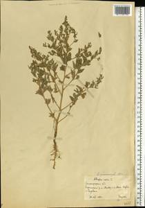 Atriplex sphaeromorpha Iljin, Eastern Europe, Lower Volga region (E9) (Russia)