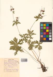 Geranium erianthum DC., Siberia, Russian Far East (S6) (Russia)