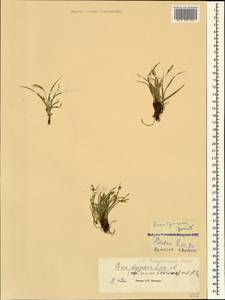 Carex depressa subsp. transsilvanica (Schur) K.Richt., Caucasus, Georgia (K4) (Georgia)