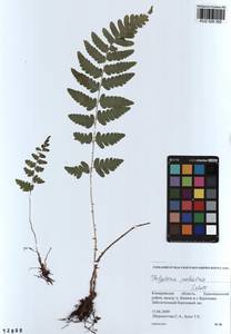 Thelypteris palustris (Salisb.) Schott, Siberia, Altai & Sayany Mountains (S2) (Russia)