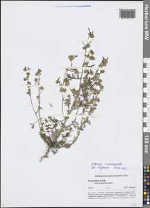Artemisia macrocephala Jacquem. ex Besser, Siberia, Altai & Sayany Mountains (S2) (Russia)