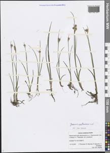 Juncus castaneus Sm., Siberia, Chukotka & Kamchatka (S7) (Russia)