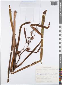 Sparganium emersum Rehmann, Siberia, Western Siberia (S1) (Russia)