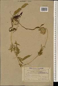 Lomelosia caucasica (M. Bieb.) Greuter & Burdet, Caucasus, Armenia (K5) (Armenia)