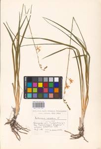 Anthericum ramosum L., Eastern Europe, South Ukrainian region (E12) (Ukraine)