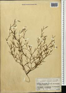 Dianthus nudiflorus Griff., Caucasus, Armenia (K5) (Armenia)