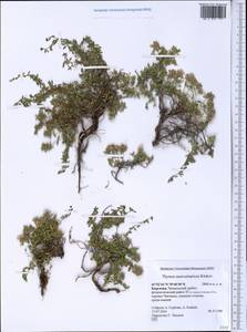 Thymus seravschanicus Klokov, Middle Asia, Western Tian Shan & Karatau (M3) (Kyrgyzstan)