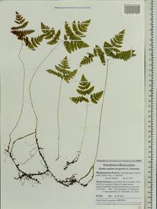 Gymnocarpium dryopteris (L.) Newm., Eastern Europe, Northern region (E1) (Russia)