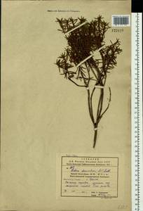 Rhododendron tomentosum (Stokes) Harmaja, Siberia, Russian Far East (S6) (Russia)