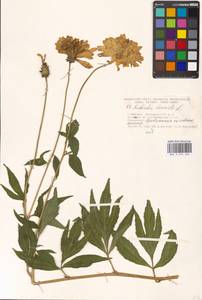 Rudbeckia laciniata L., Eastern Europe, Moscow region (E4a) (Russia)