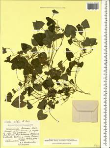 Viola alba subsp. dehnhardtii (Ten.) W.Becker, Caucasus, Georgia (K4) (Georgia)