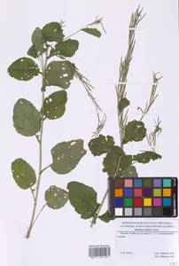 Barbarea stricta Andrz., Eastern Europe, Moscow region (E4a) (Russia)