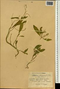 Strigosella africana (L.) Botsch., South Asia, South Asia (Asia outside ex-Soviet states and Mongolia) (ASIA) (China)
