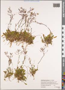 Arabidopsis lyrata subsp. petraea (L.) O'Kane & Al-Shehbaz, Siberia, Yakutia (S5) (Russia)