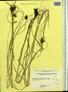 Bolboschoenus yagara (Ohwi) Y.C.Yang & M.Zhan, Siberia, Russian Far East (S6) (Russia)