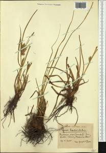 Carex hordeistichos Vill., Eastern Europe, West Ukrainian region (E13) (Ukraine)