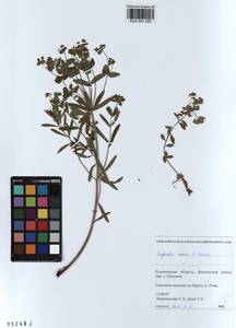 KUZ 001 520, Euphorbia esula subsp. esula, Siberia, Altai & Sayany Mountains (S2) (Russia)