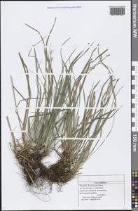 Carex digitata L., Eastern Europe, Middle Volga region (E8) (Russia)