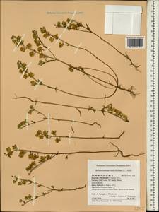 Helianthemum salicifolium (L.) Miller, South Asia, South Asia (Asia outside ex-Soviet states and Mongolia) (ASIA) (Cyprus)