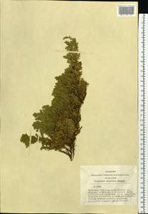 Juniperus communis var. saxatilis Pall., Siberia, Altai & Sayany Mountains (S2) (Russia)