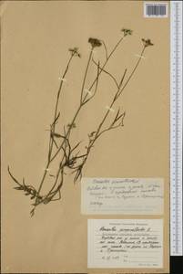 Oenanthe pimpinelloides L., Western Europe (EUR) (Bulgaria)