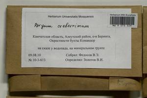 Ptychostomum creberrimum (Taylor) J.R. Spence & H.P. Ramsay, Bryophytes, Bryophytes - Chukotka & Kamchatka (B21) (Russia)