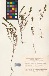 MHA 0 161 581, Euphrasia × vernalis List, Eastern Europe, Central region (E4) (Russia)