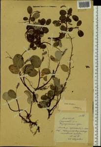 Salix reticulata L., Siberia, Yakutia (S5) (Russia)