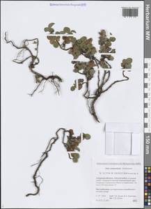 Salix nummularia Andersson, Siberia, Russian Far East (S6) (Russia)