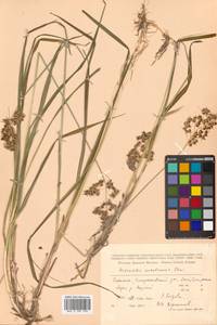 Anthoxanthum glabrum (Trin.) Veldkamp, Siberia, Russian Far East (S6) (Russia)