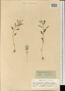 Oxybasis glauca (L.) S. Fuentes, Uotila & Borsch, Mongolia (MONG) (Mongolia)