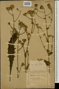 Crepis pannonica (Jacq.) K. Koch, Eastern Europe, Middle Volga region (E8) (Russia)