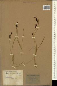 Carex orbicularis subsp. kotschyana (Boiss. & Hohen.) Kukkonen, Caucasus, Stavropol Krai, Karachay-Cherkessia & Kabardino-Balkaria (K1b) (Russia)