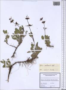 Salvia multicaulis Vahl, South Asia, South Asia (Asia outside ex-Soviet states and Mongolia) (ASIA) (Turkey)