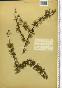 Larix decidua Mill., Eastern Europe, Moscow region (E4a) (Russia)