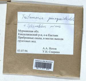 Trilophozia quinquedentata (Huds.) Bakalin, Bryophytes, Bryophytes - Karelia, Leningrad & Murmansk Oblasts (B4) (Russia)