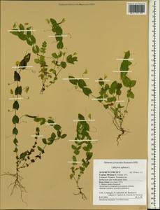 Lathyrus aphaca L., South Asia, South Asia (Asia outside ex-Soviet states and Mongolia) (ASIA) (Cyprus)