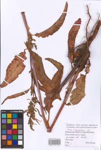 Rumex longifolius DC., Eastern Europe, Northern region (E1) (Russia)