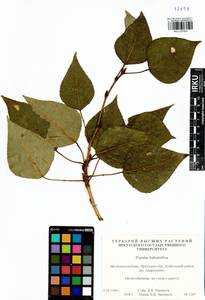 Populus balsamifera, Siberia, Baikal & Transbaikal region (S4) (Russia)
