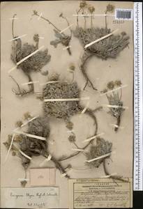 Psychrogeton olgae (Regel & Schmalh.) Novopokr. ex Nevski, Middle Asia, Pamir & Pamiro-Alai (M2) (Kyrgyzstan)