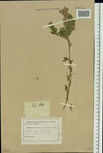 Oxytropis pilosa (L.)DC., Siberia, Altai & Sayany Mountains (S2) (Russia)