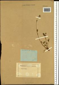 Potentilla multifida L., Siberia (no precise locality) (S0) (Russia)