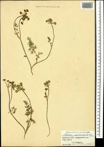 Carum caucasicum (M. Bieb.) Boiss., Caucasus, Armenia (K5) (Armenia)