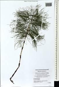 Equisetum sylvaticum L., Eastern Europe, North-Western region (E2) (Russia)