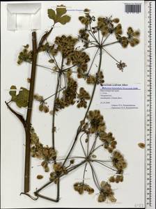 Heracleum scabrum Albov, Caucasus, Black Sea Shore (from Novorossiysk to Adler) (K3) (Russia)