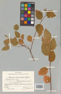 Spiraea chamaedryfolia var. pilosa (Nakai) H. Hara, Siberia, Russian Far East (S6) (Russia)